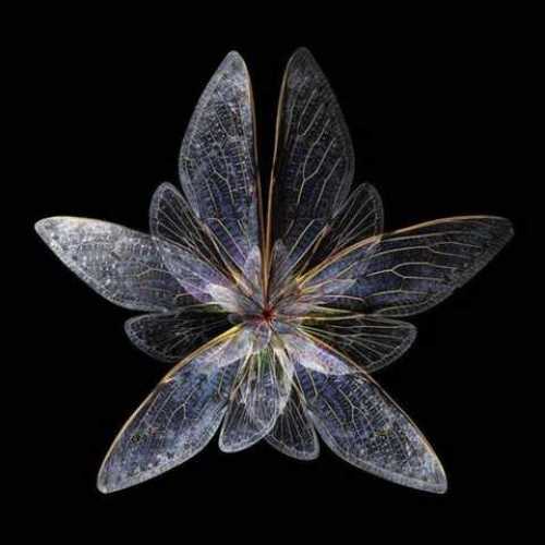 دانلود آهنگ جدید عرشیا پروانه Butterfly $tyle