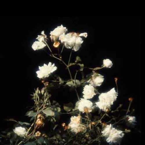 دانلود آهنگ جدید آیسم آسمون چه آبیه