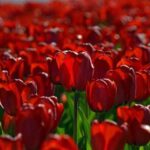 دانلود آهنگ جدید موژان وای زد گل گلدون